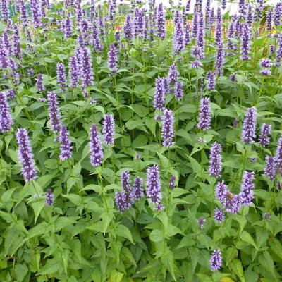 Agastache 'Blackadder' - 