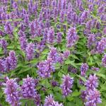 Agastache 'Blue Boa' - Agastache 'Blue Boa'