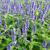 Agastache 'Blue Fortune'