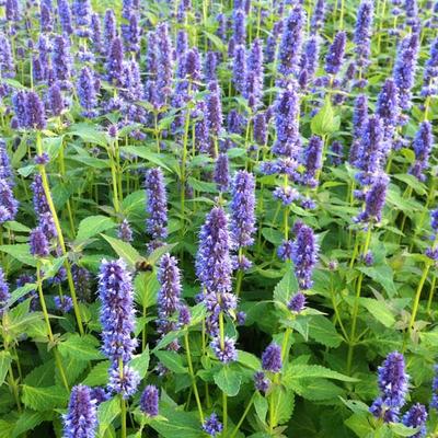 Agastache 'Blue Fortune' - 