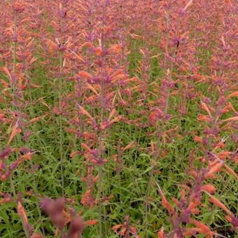 Agastache 'Firebird'