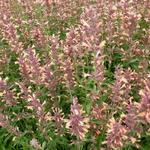 Agastache 'Kolibri'