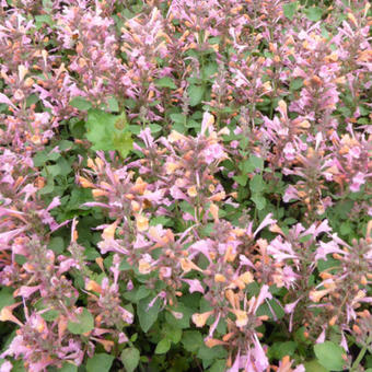 Agastache 'KUDOS Ambrosia'