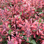 Agastache 'KUDOS Coral' - 