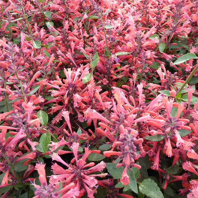 Agastache 'KUDOS Coral' - Agastache 'KUDOS Coral'