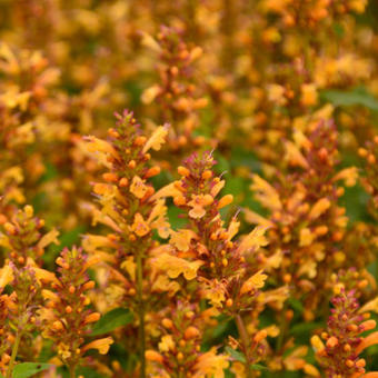 Agastache 'KUDOS Gold'