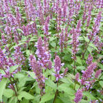 Agastache 'Purple Haze' - Agastache 'Purple Haze'