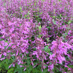 Agastache 'SUMMER Love' - 