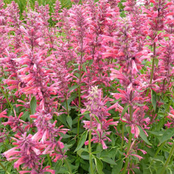 Agastache mexicana 'Red Fortune'