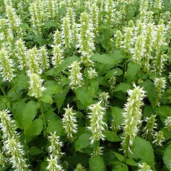 Agastache rugosa f. albiflora 'Alabaster'