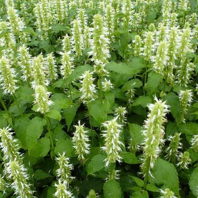 Agastache rugosa f. albiflora 'Alabaster' - AGASTACHE 'ALABASTER',