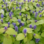 Agastache rugosa 'Golden Jubilee'