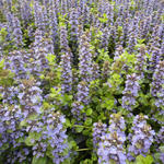 Ajuga genevensis 'Tottenham' - 