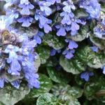 Ajuga pyramidalis 'Metallica Crispa - 