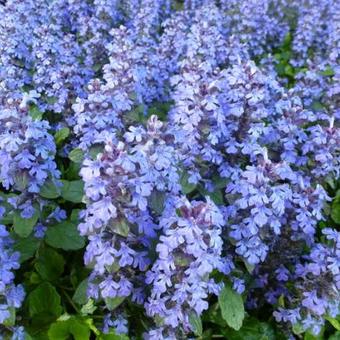 Ajuga reptans