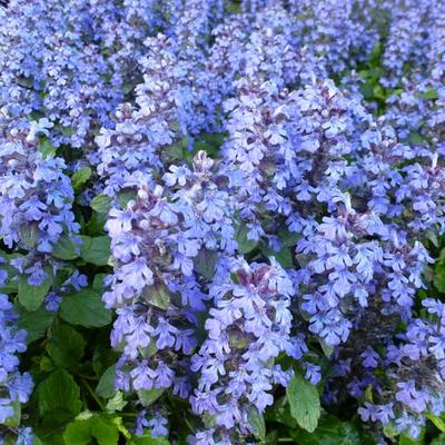 Ajuga reptans - Kriechender Günsel