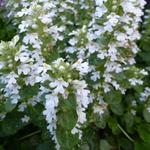 Ajuga reptans 'Alba' - 