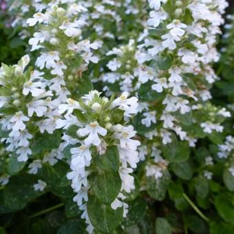 Ajuga reptans 'Alba'