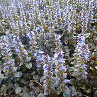 Ajuga reptans 'Atropurpurea'