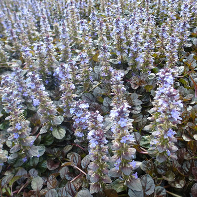 Ajuga reptans 'Atropurpurea' - 