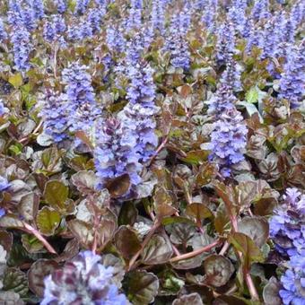 Ajuga reptans 'Black Scallop'