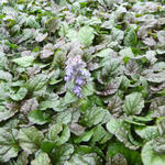 Ajuga reptans 'Braunherz' - 