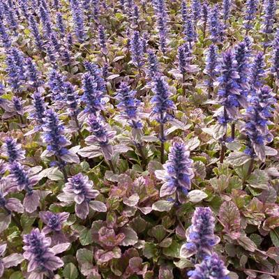 Ajuga reptans 'Burgundy Glow' - 