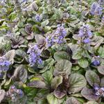 Ajuga reptans 'Catlins Giant' - Ajuga reptans 'Catlins Giant'