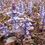 Ajuga reptans 'Evening Glow' - 