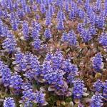 Ajuga reptans 'Rainbow' - 