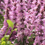 Ajuga reptans 'Purple Torch' - 