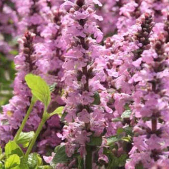 Ajuga reptans 'Purple Torch'