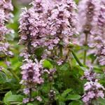 Ajuga reptans 'Rosea'