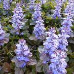 Ajuga reptans 'Simon's Type' - 