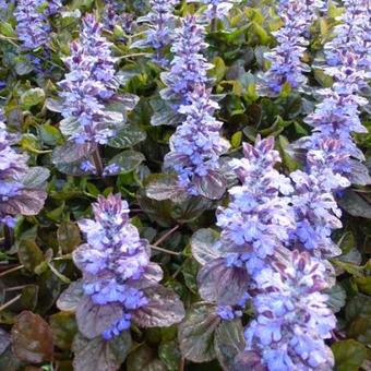 Ajuga reptans 'Simon's Type'