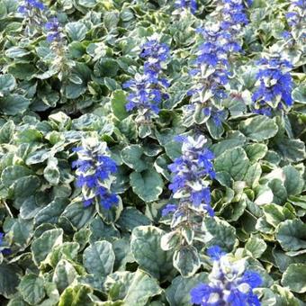 Ajuga reptans  'Variegata'