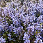 Ajuga reptans 'Chocolate Chip' - 