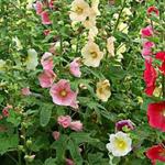 Alcea ficifolia - Alcea rosea