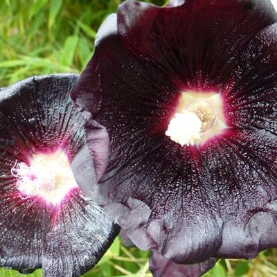 Alcea rosea SPOTLIGHT 'Blacknight' - 