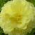 Alcea rosea 'Chater's Double Yellow'