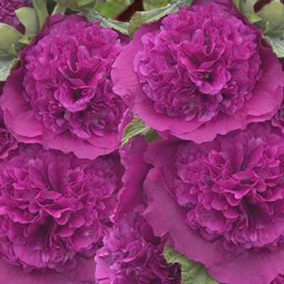 Alcea rosea 'Chater's Double Purple' - Alcea rosea 'Chater's Double Purple'