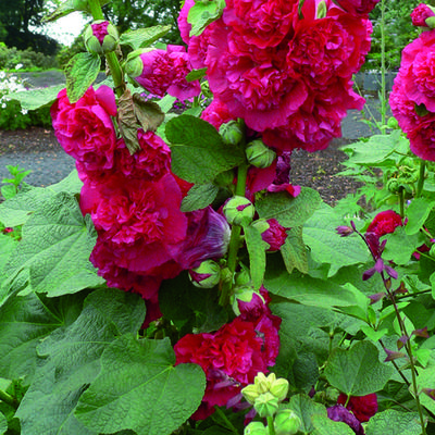 Alcea rosea 'Chater's Double Red' - Alcea rosea 'Chater's Double Red'