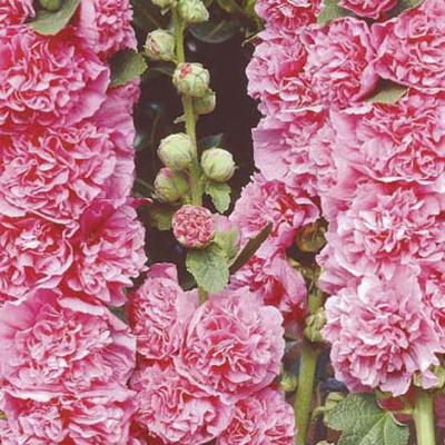 Alcea rosea 'Chater's Double Pink' - Alcea rosea 'Chater's Double Pink'