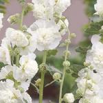 Alcea rosea 'Chater's Double White' - 