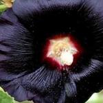 Alcea rosea 'Nigra' - Alcea rosea 'Nigra'