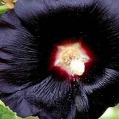 Alcea rosea 'Nigra' - 