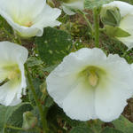 Alcea rosea Spotlight 'Polarstar' - 