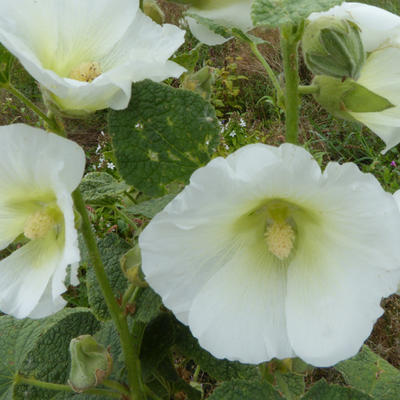 Alcea rosea Spotlight 'Polarstar'