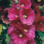 Alcea rosea 'Simplex' - Alcea rosea 'Simplex'