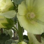 Alcea rosea Spotlight 'Sunshine' - 